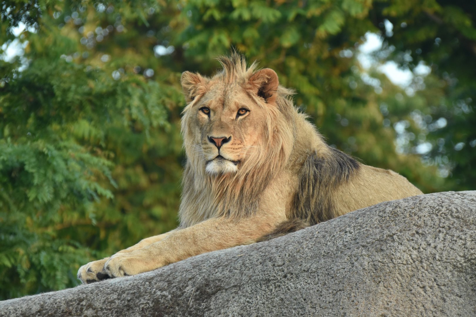 "Barbary" lion (Panthera leo)