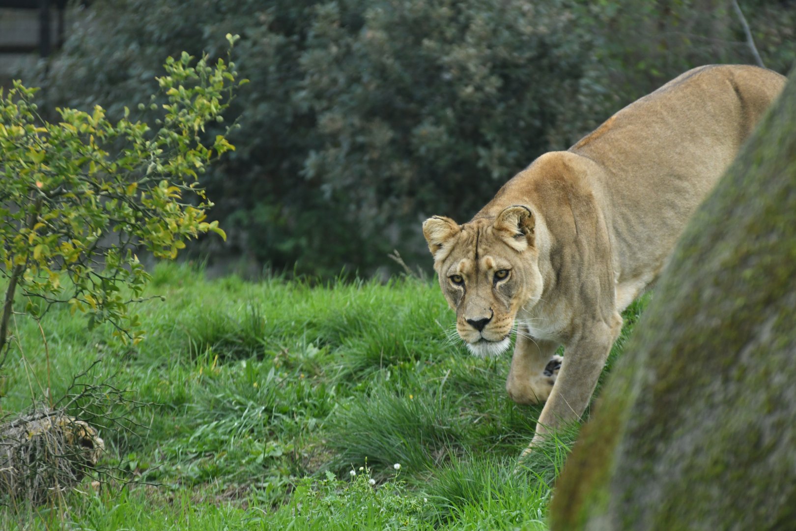 "Barbary" lion (Panthera leo)