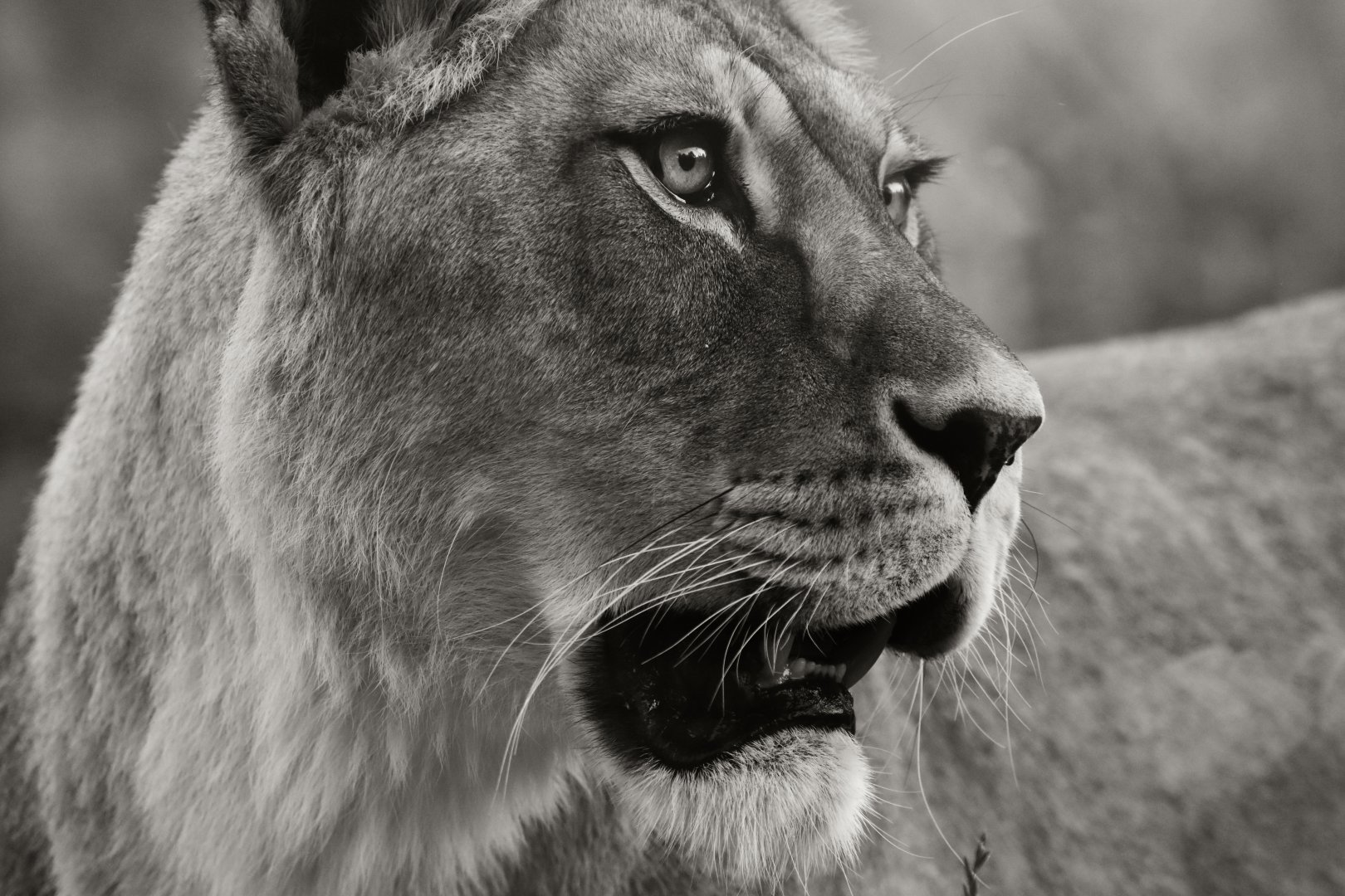 "Barbary" lion (Panthera leo)