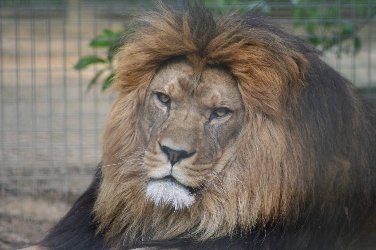 Barbary Lion @ Port Lympne; 01.05.2011