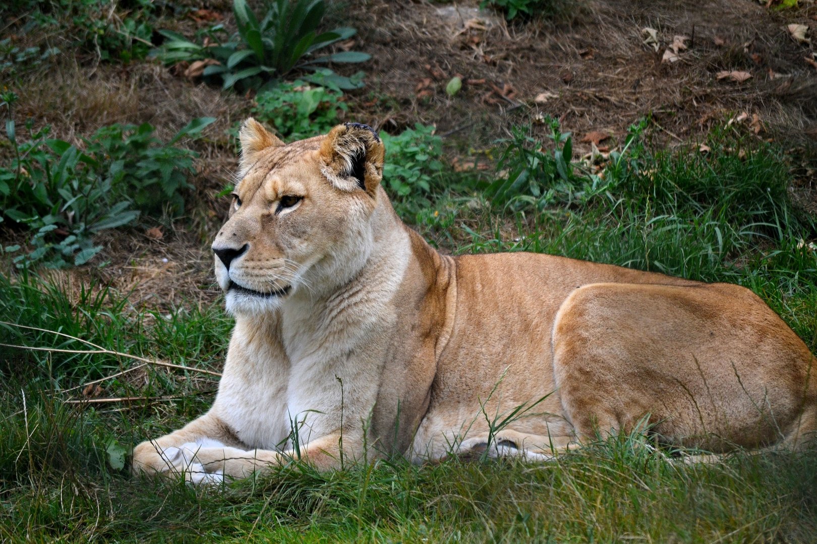 Barbary Lion - September 2016