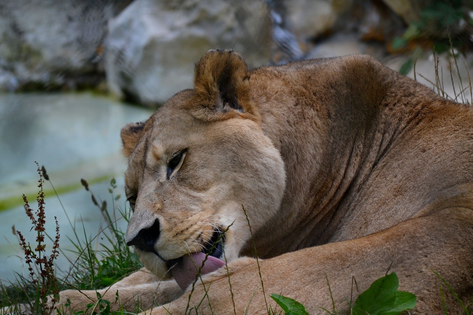Barbary Lion - September 2016