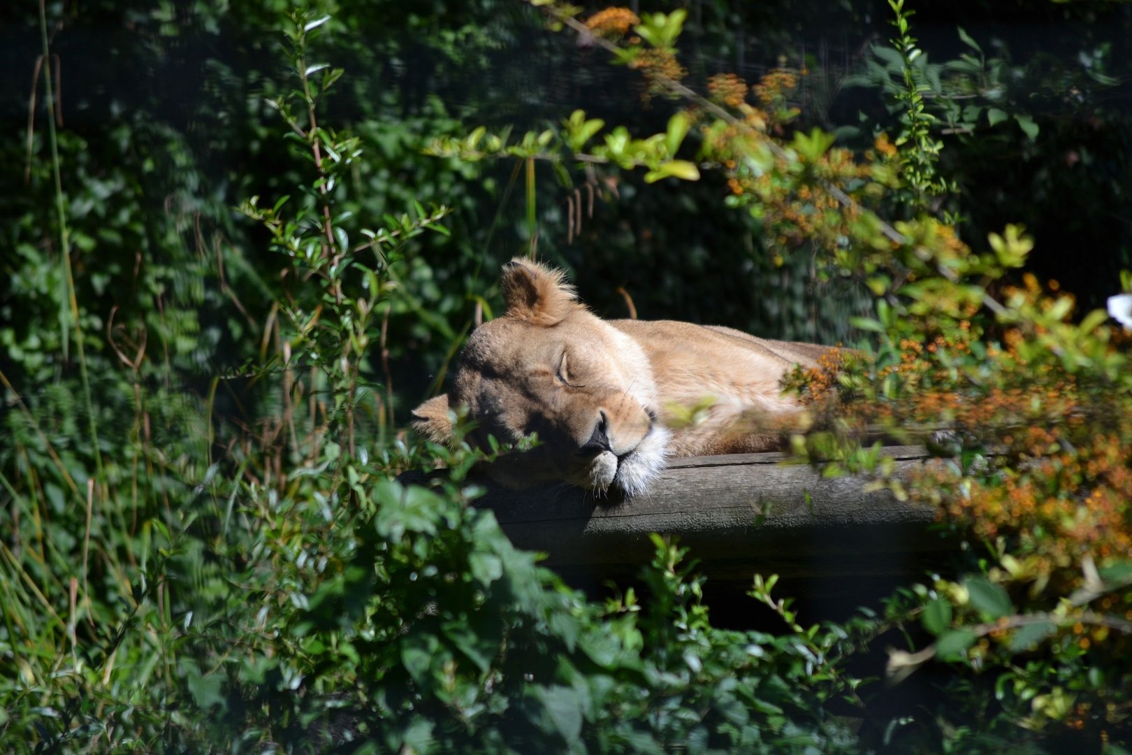 Barbary Lion - September 2016