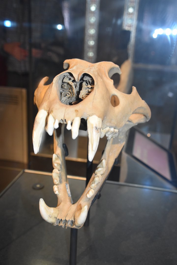 Barbary lion skull