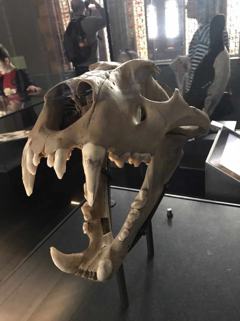 Barbary lion skull