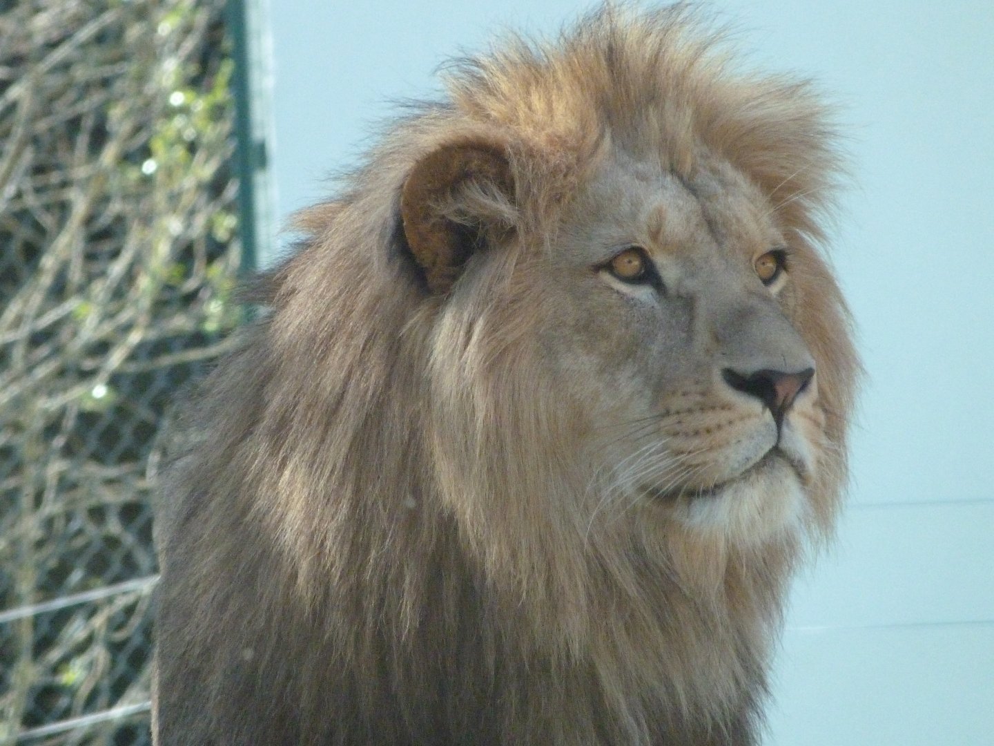 Barbary lion -Zoo Plzeň (2025)
