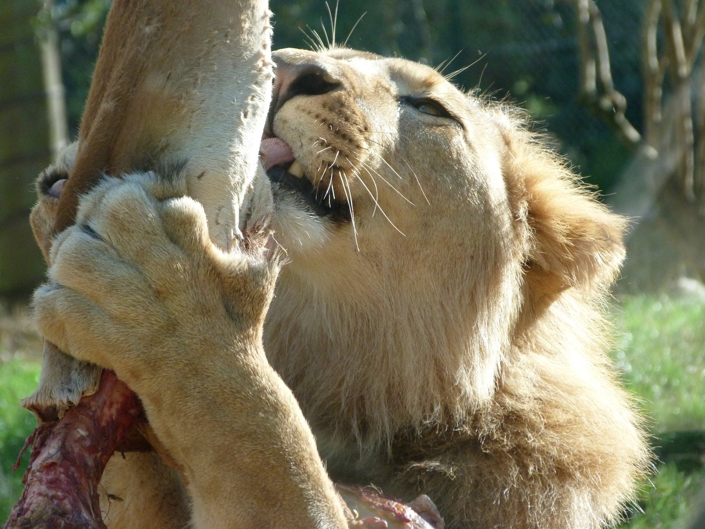 Barbary lion -Zoo Plzeň (2025)