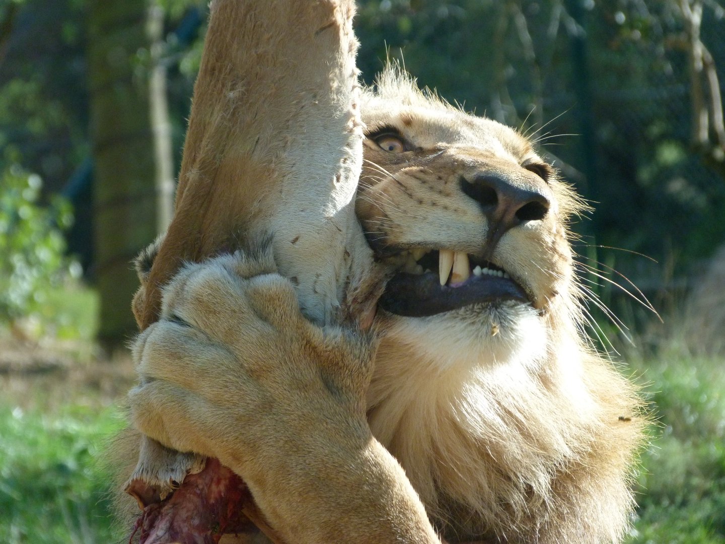 Barbary lion -Zoo Plzeň (2025)