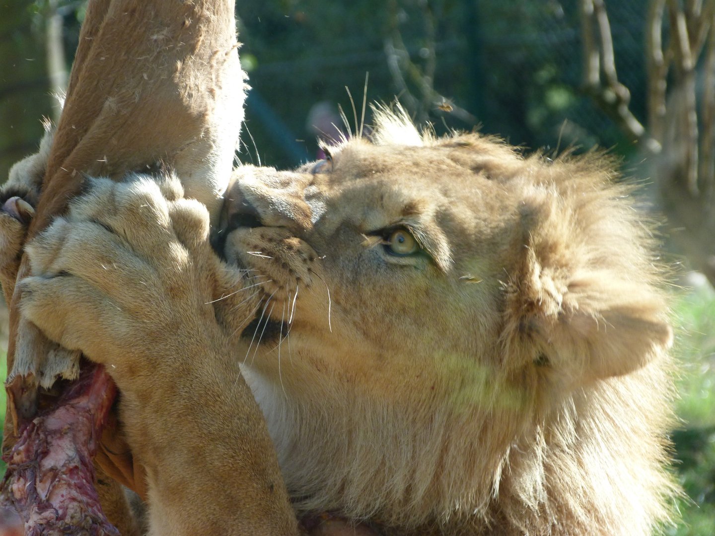 Barbary lion -Zoo Plzeň (2025)