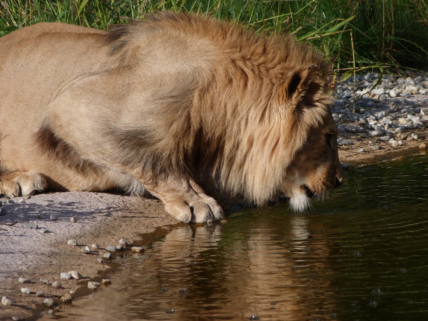 Barbary lion -Zoo Plzeň (2025)