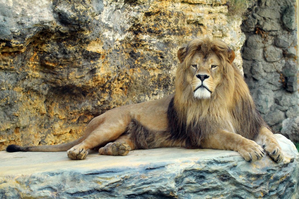 Barbary lion