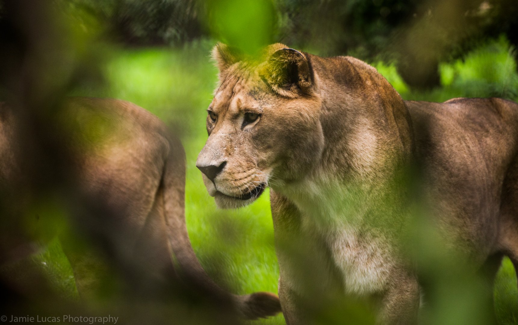 Barbary Lion