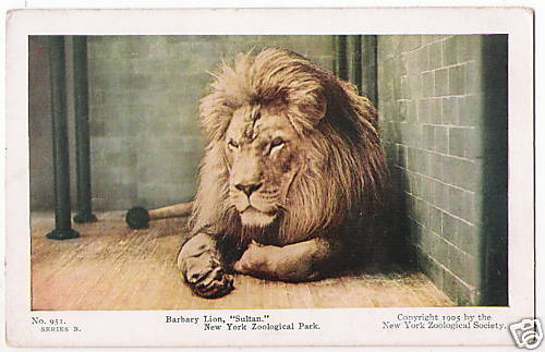 Barbary Lion