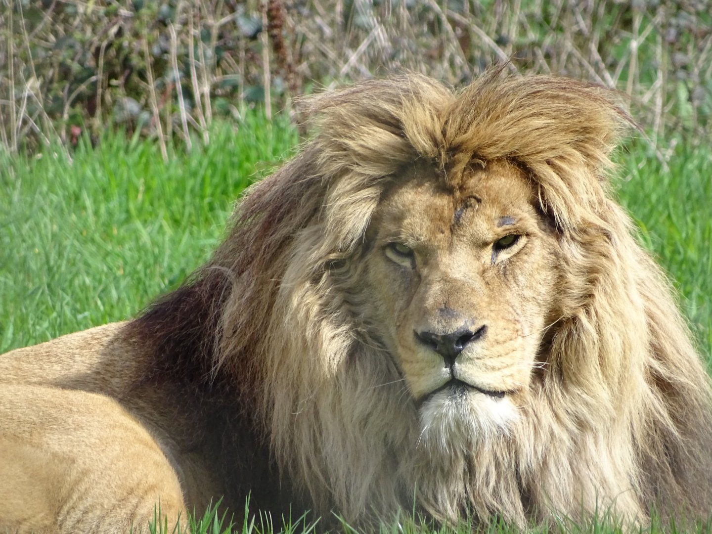 Barbary lion