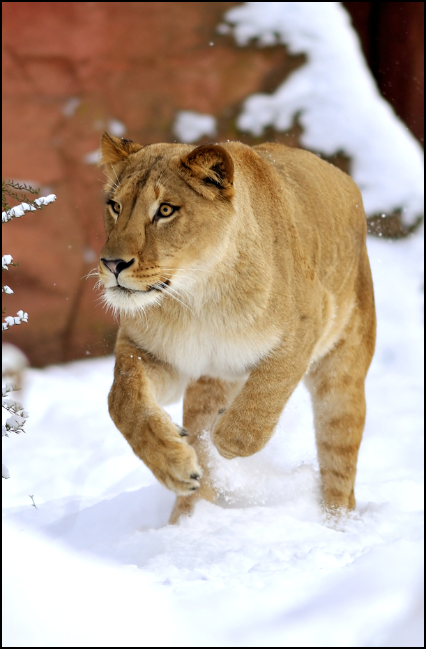 Barbary lioness at Hannover Zoo