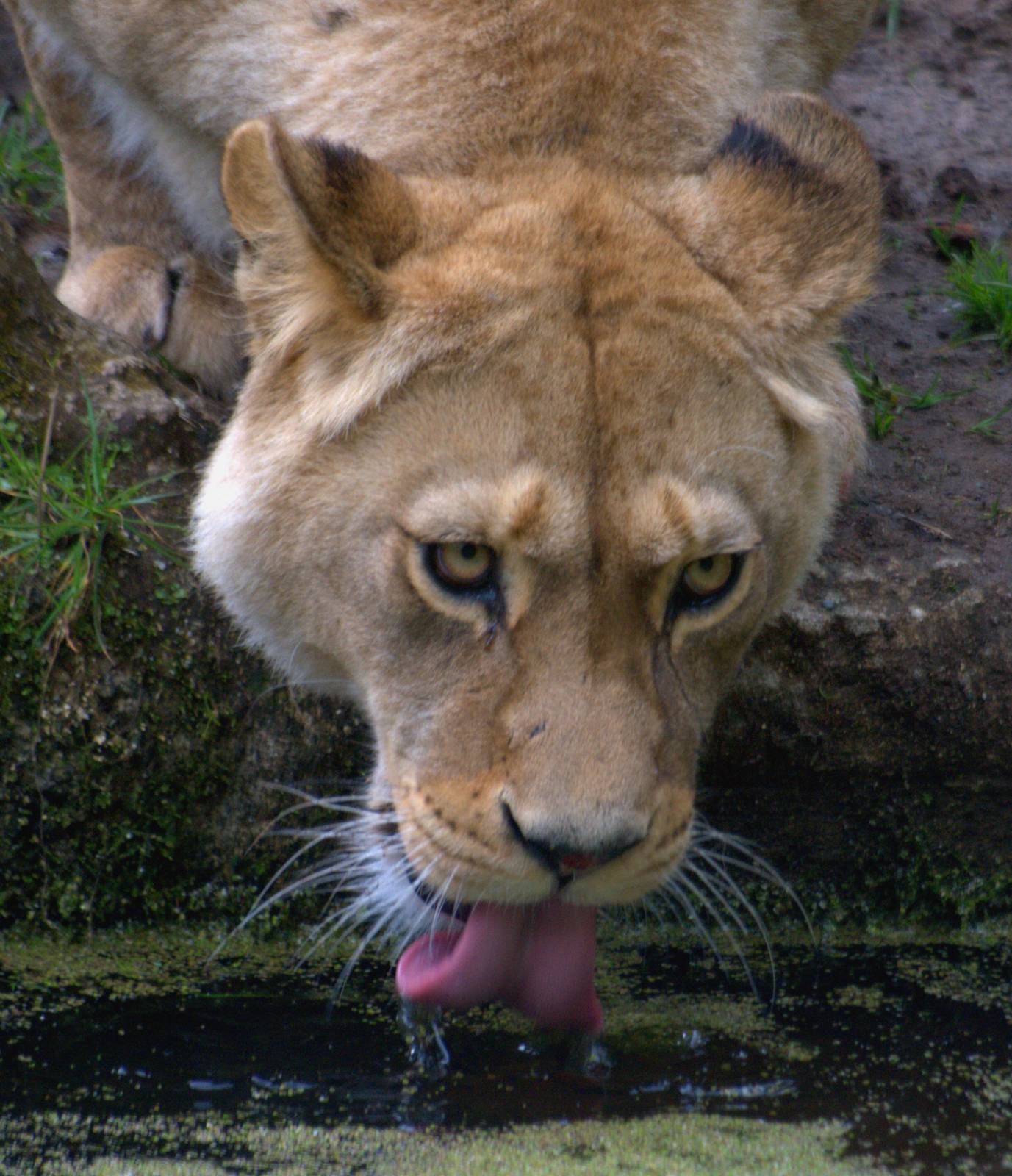 Barbary Lioness - Belfast Zoo