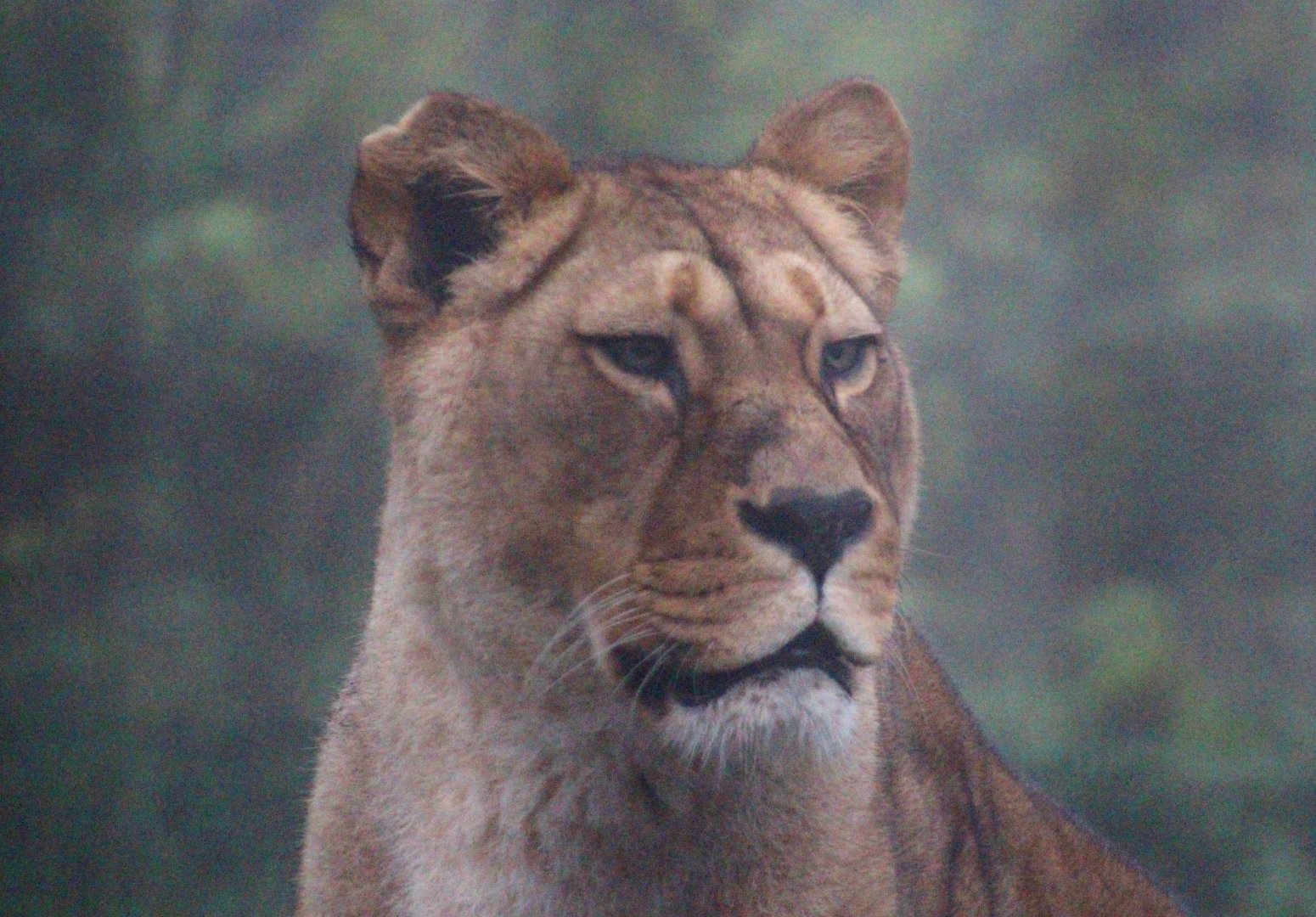 Barbary lioness (Panthera leo leo) at Belfast Zoo (25/11/2019)