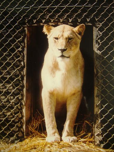 Barbary Lioness Port Lympne