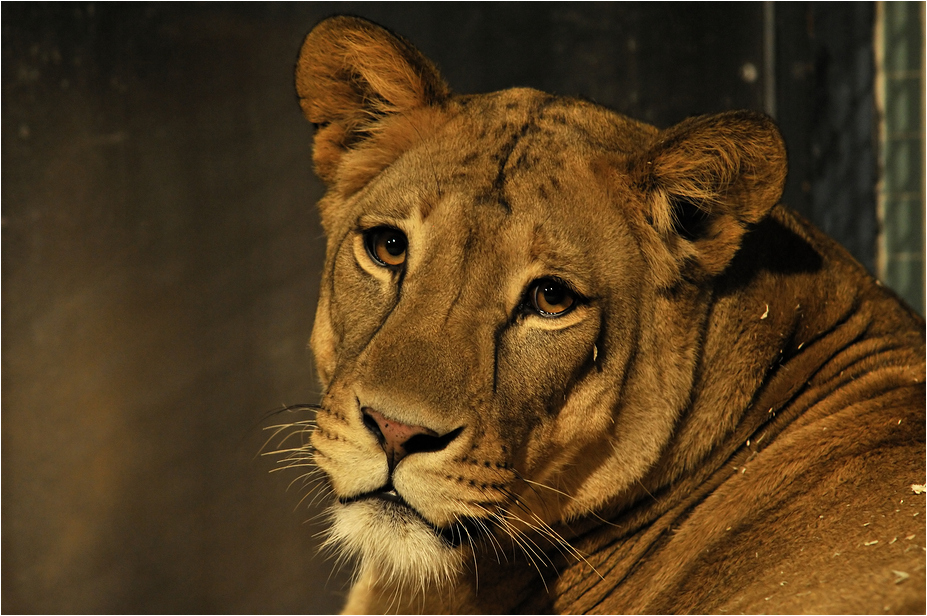 Barbary lioness