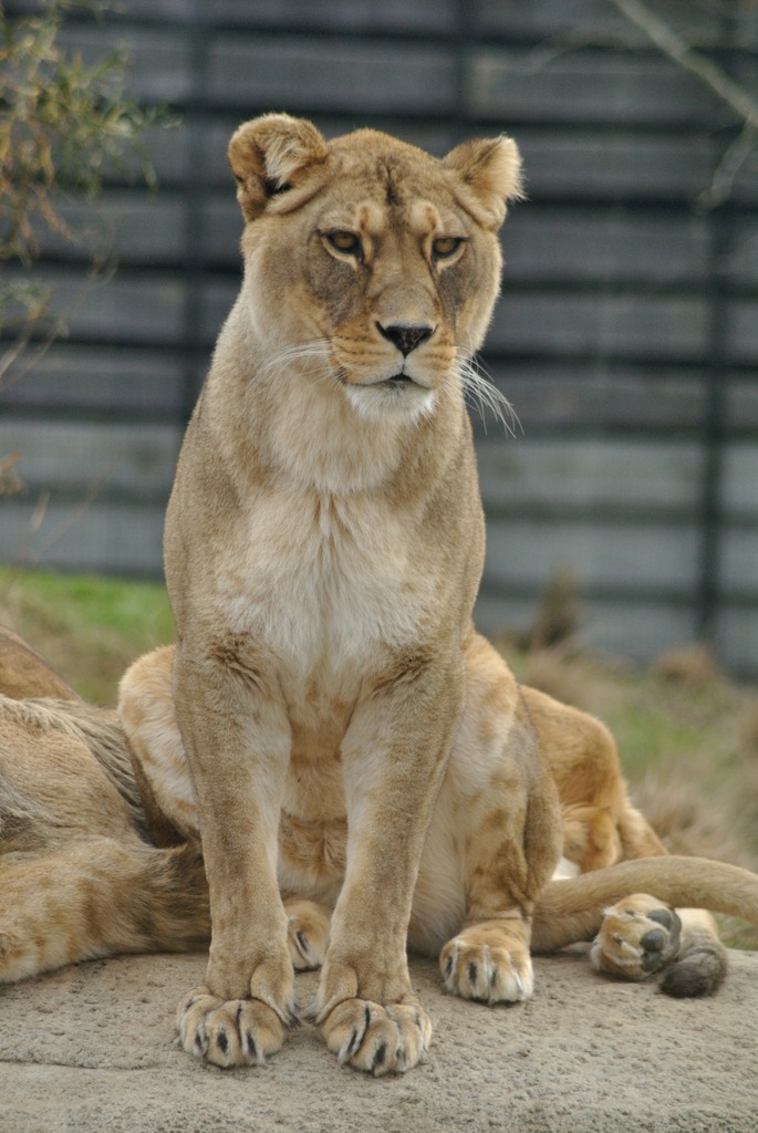 Barbary lioness