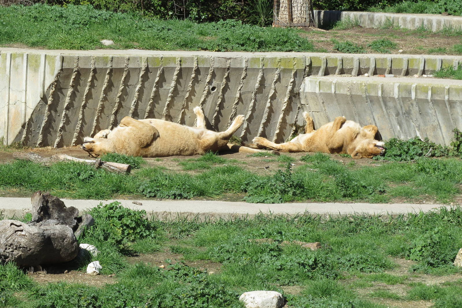 Barbary Lions 150216