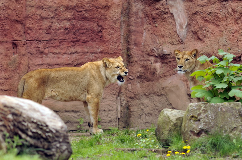 Barbary lions at Hannover