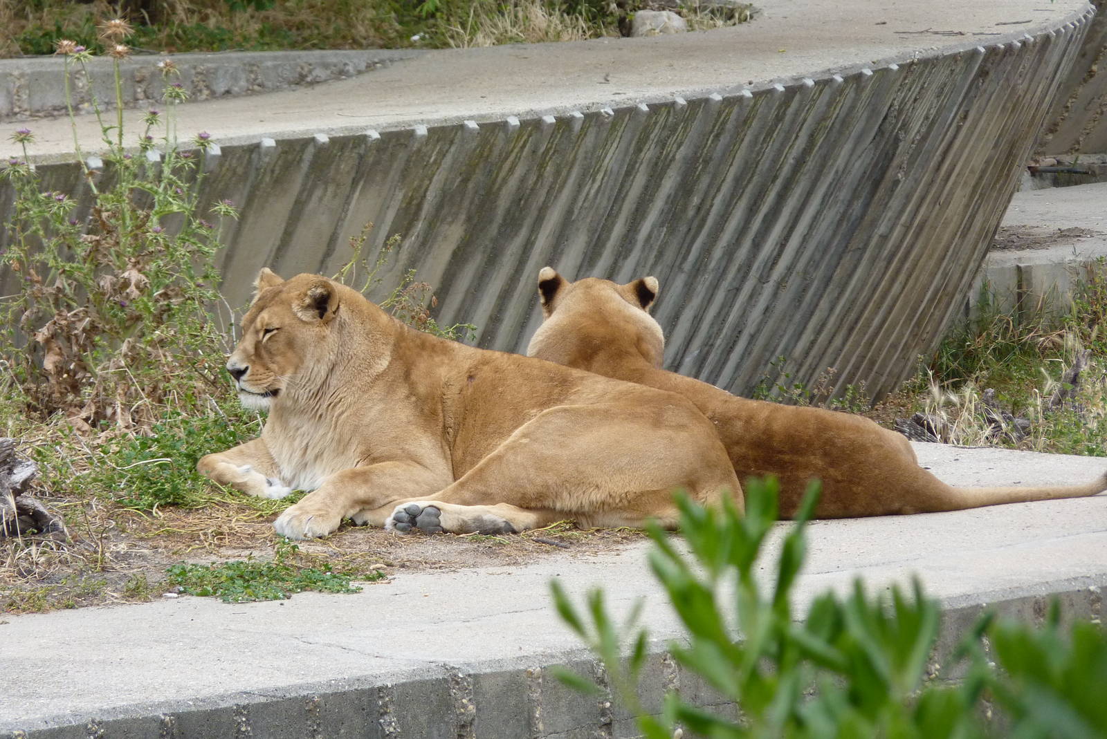 Barbary Lions, June 2013