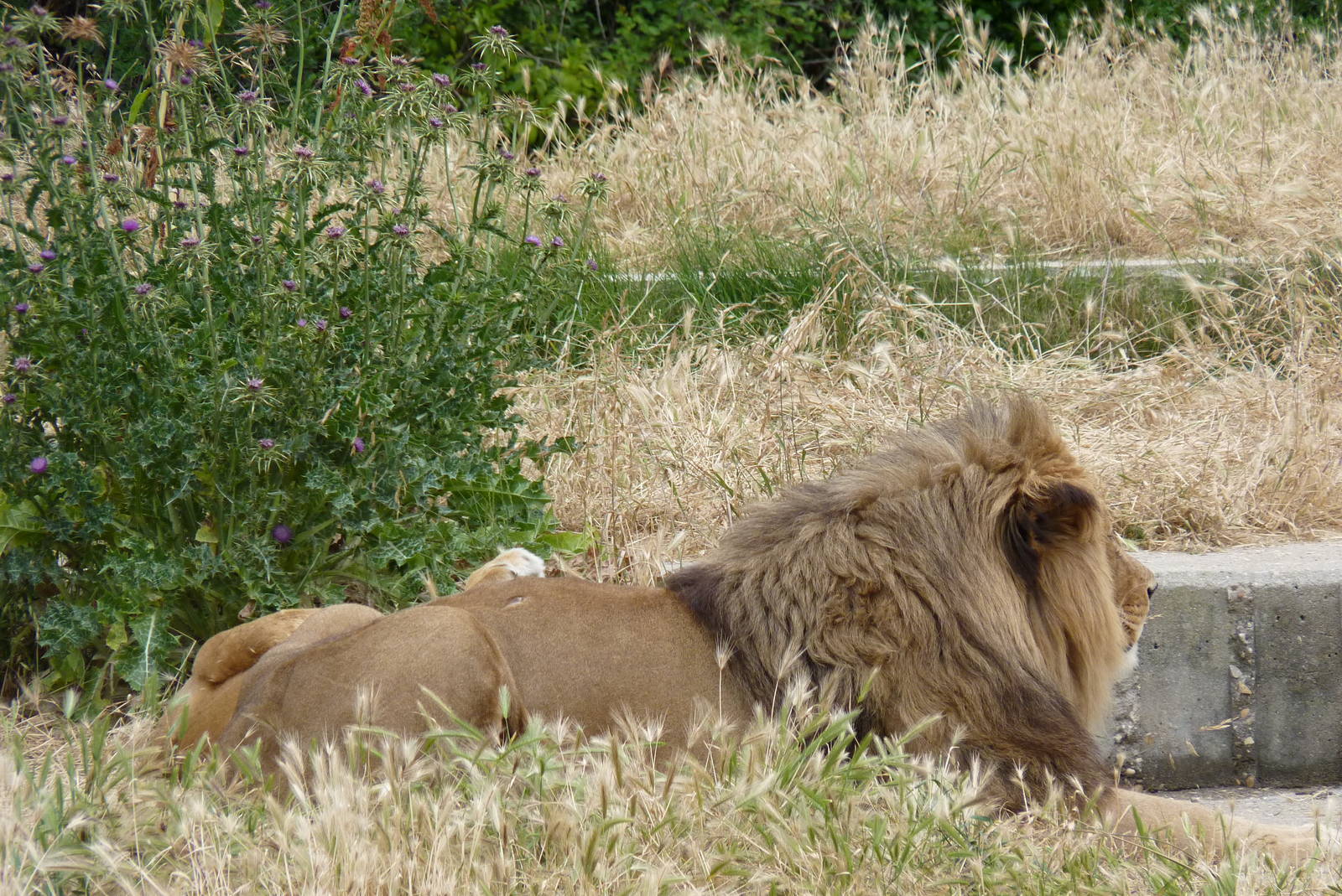 Barbary Lions, June 2013