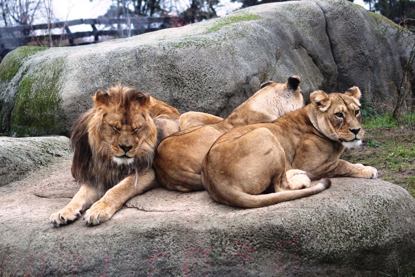 Barbary lions (Panthera leo leo) at Paris zoological park 25th November 2018