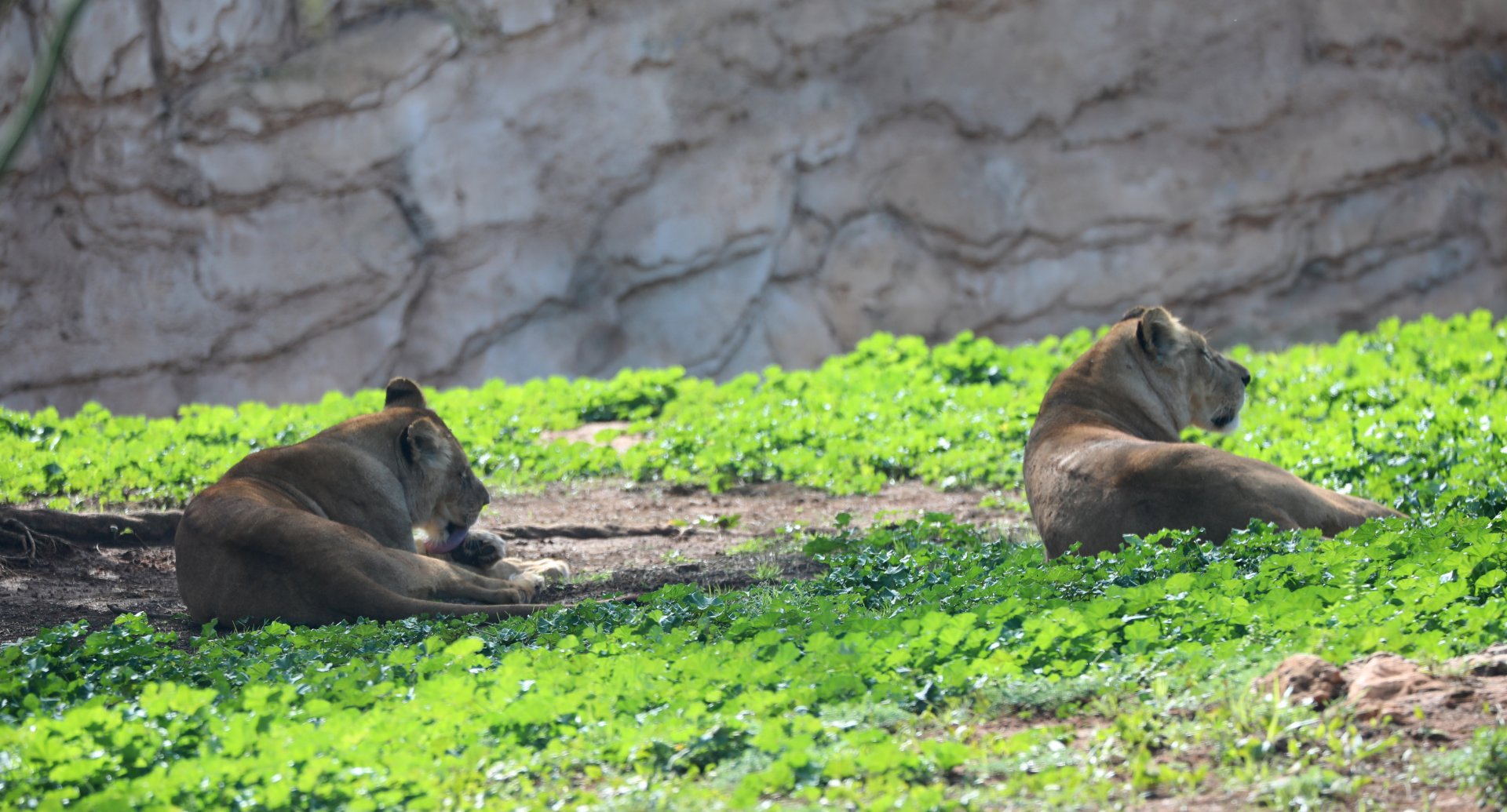 Barbary lions (Panthera leo leo)