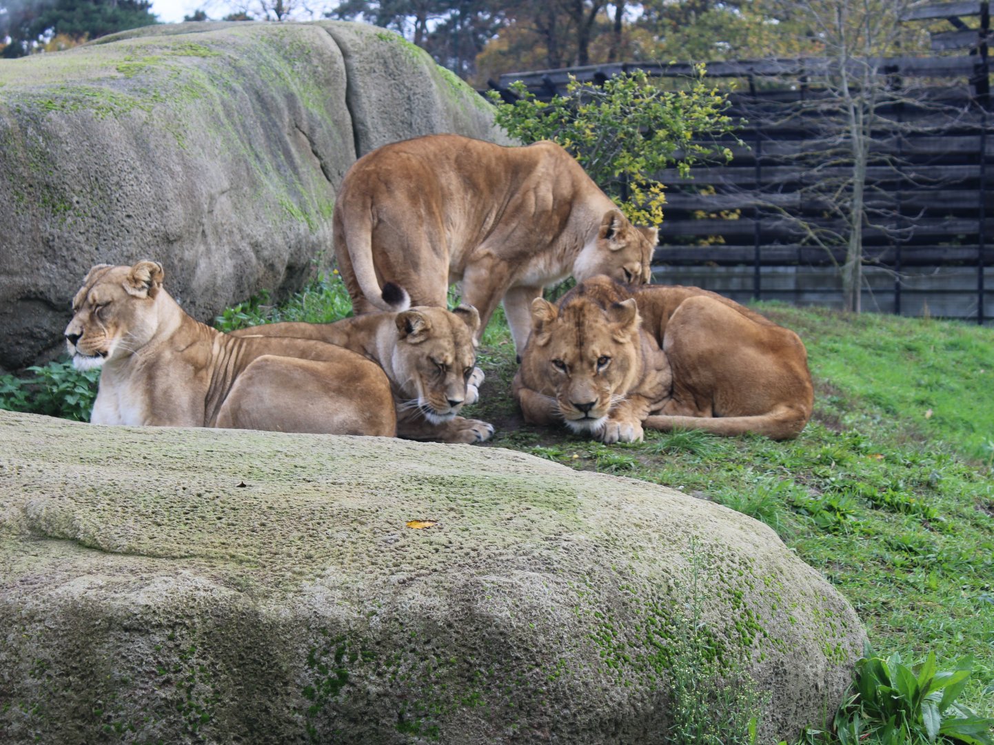 Barbary lions