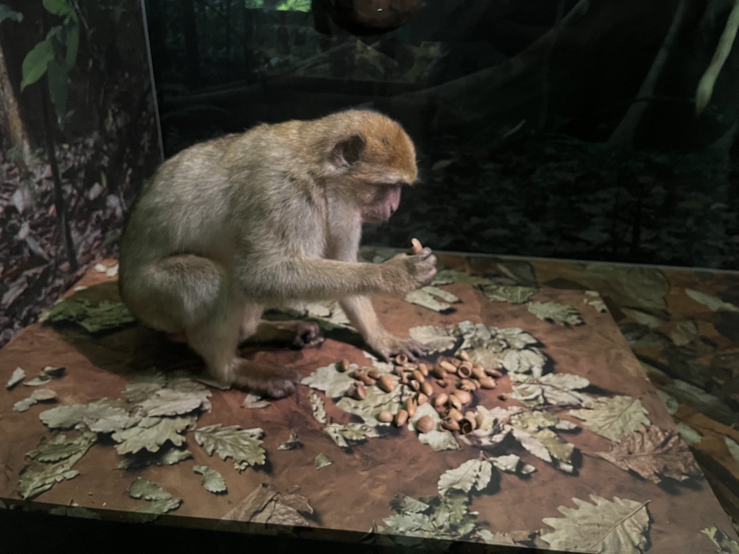 Barbary macaque 1.8.25