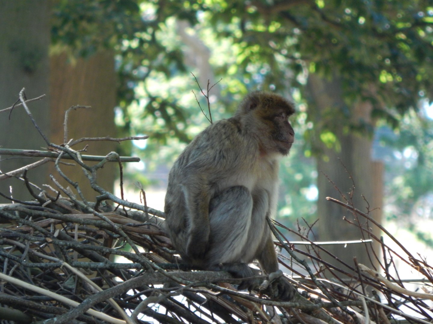 Barbary macaque 110722