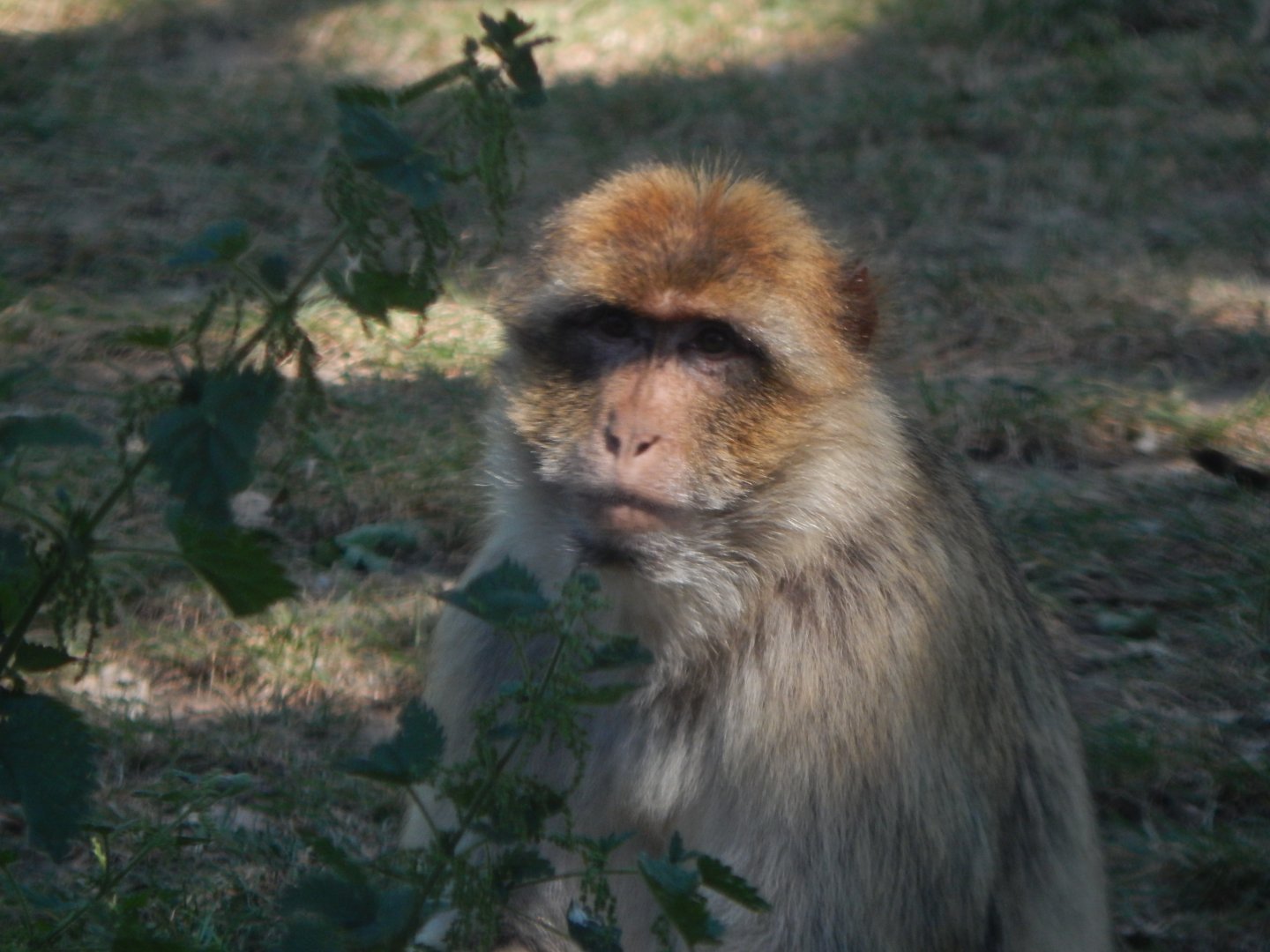 Barbary macaque 110722