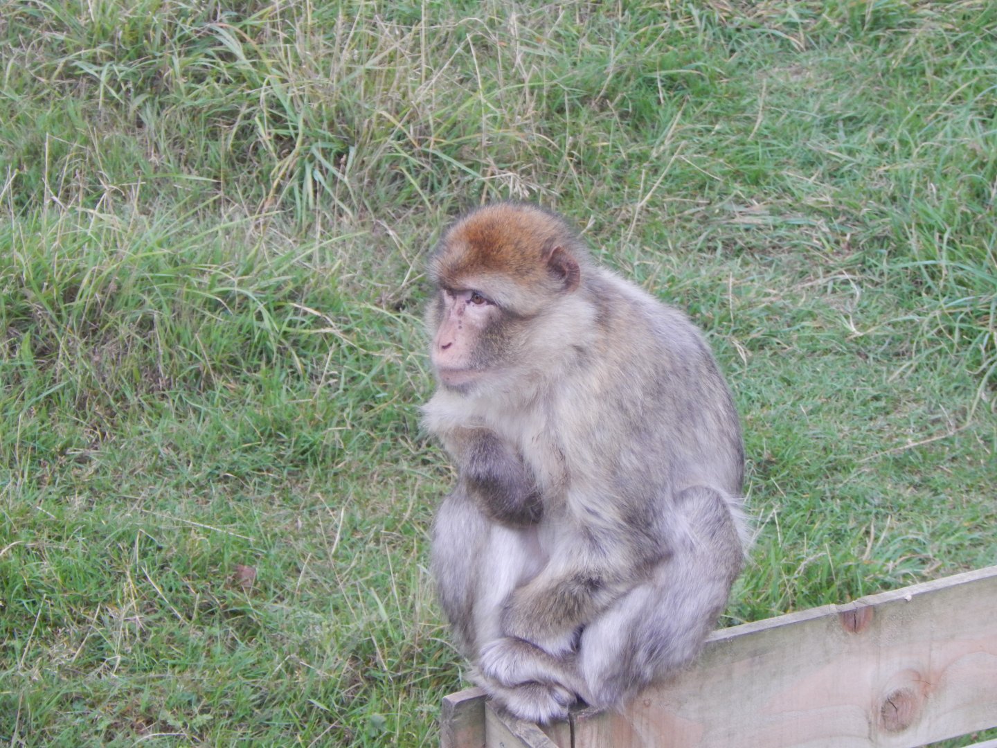 Barbary macaque 130925