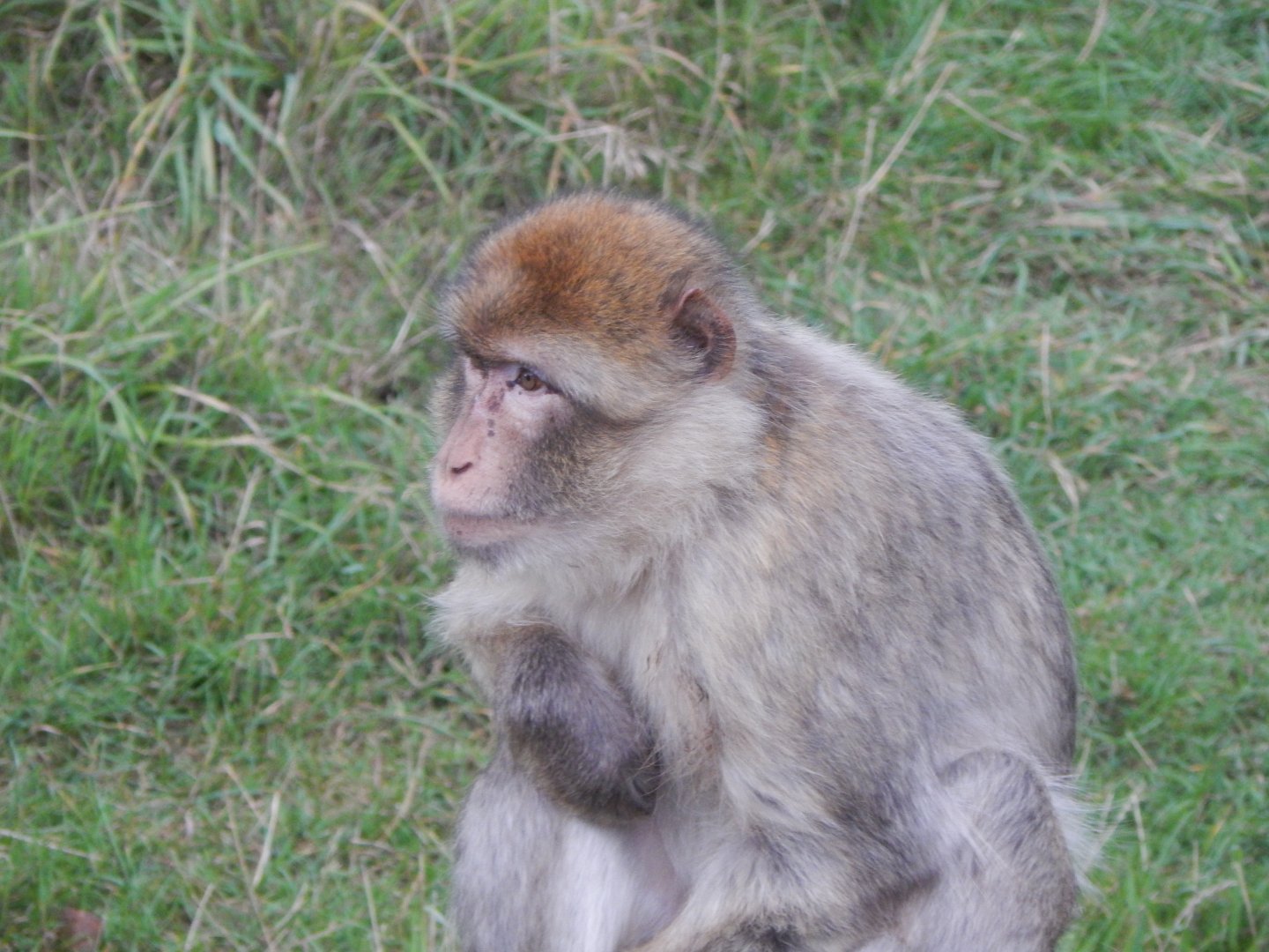 Barbary macaque 130925