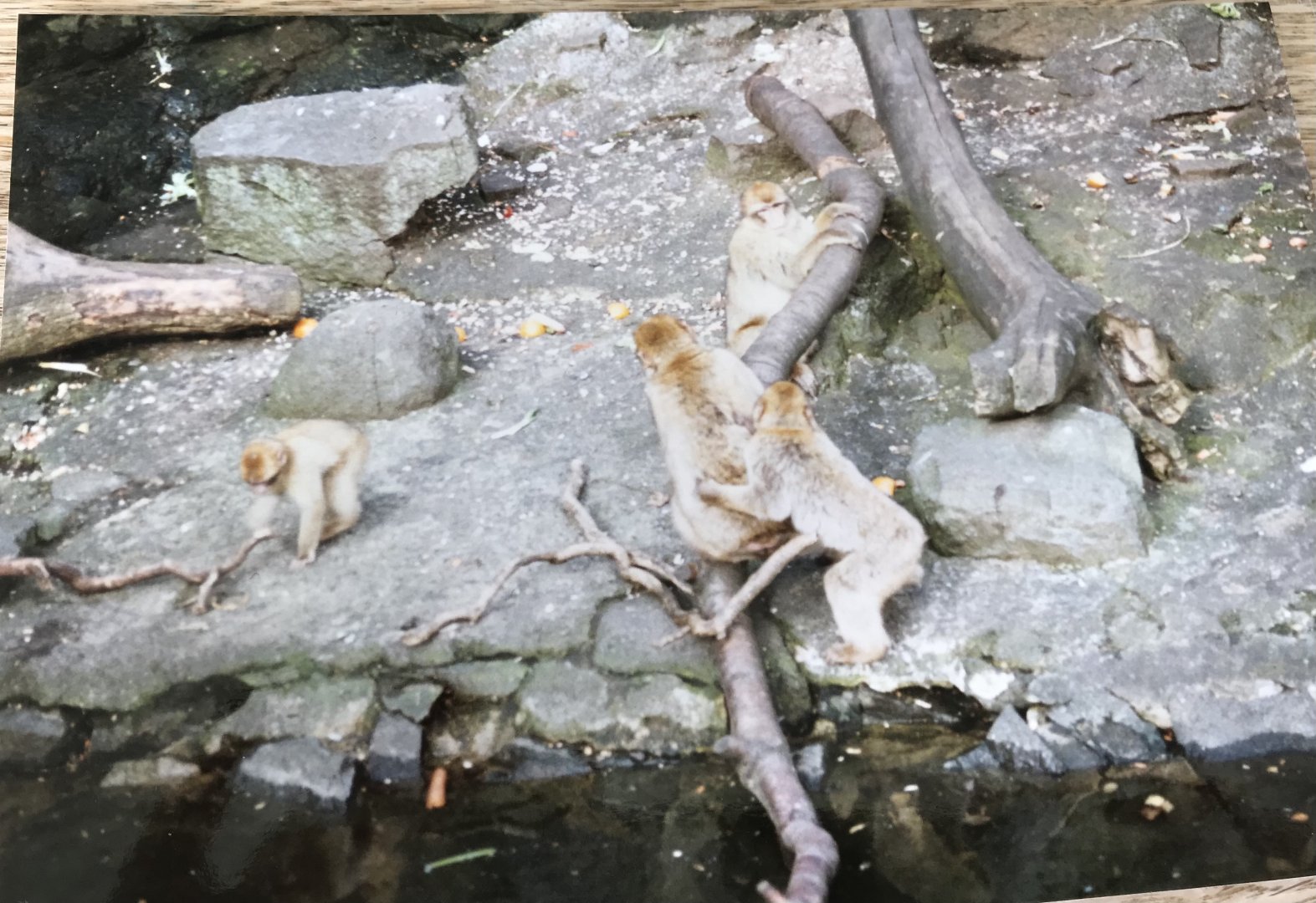 Barbary macaque 1990s