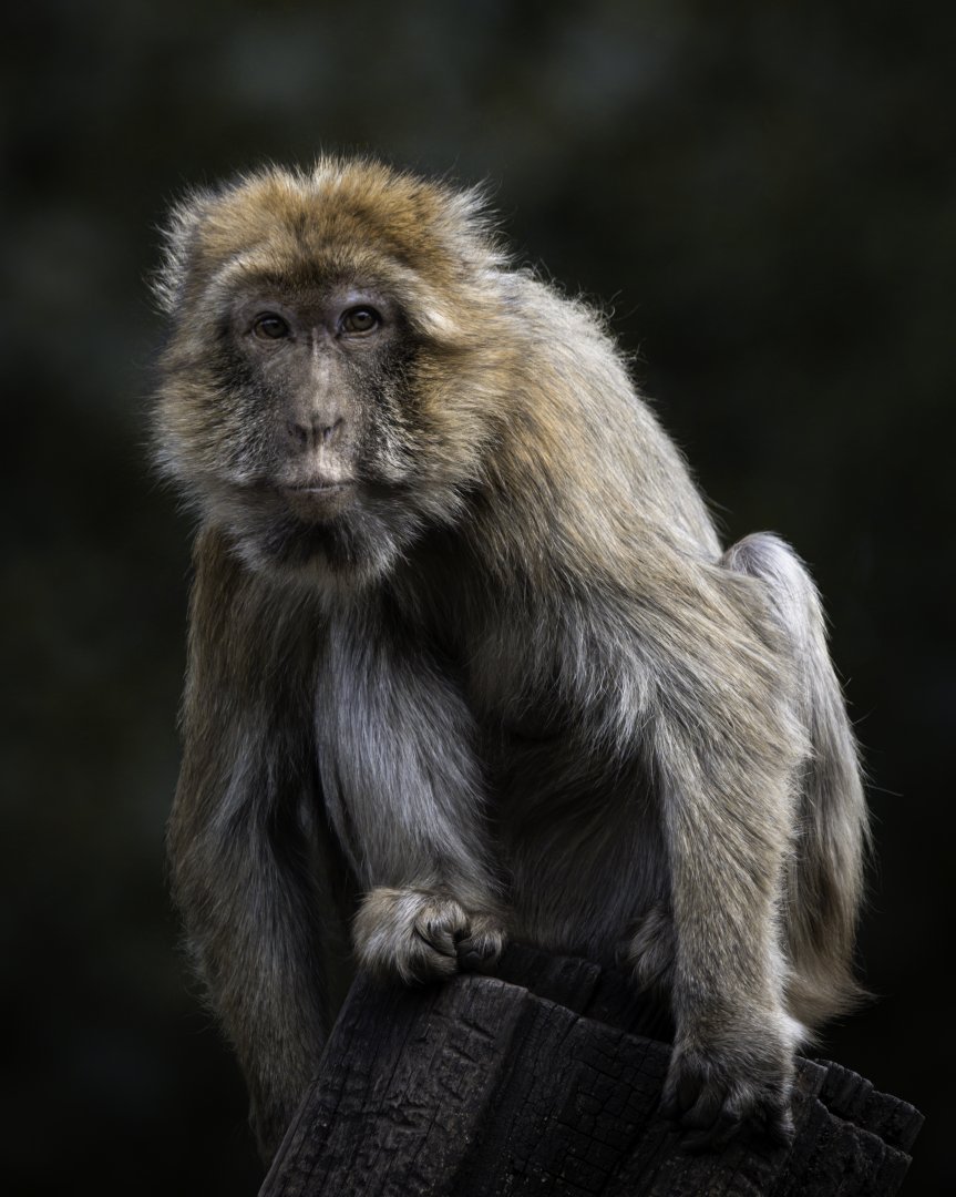 Barbary Macaque (2022)