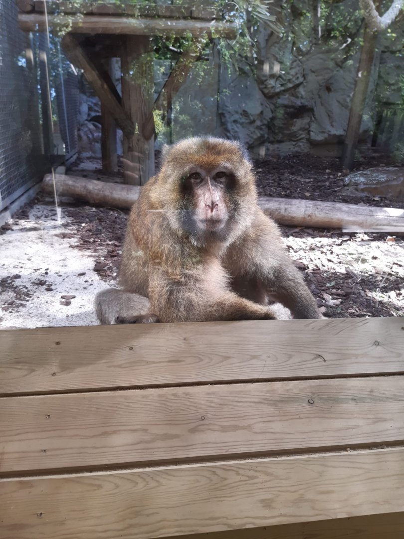 Barbary macaque (24-8-21)