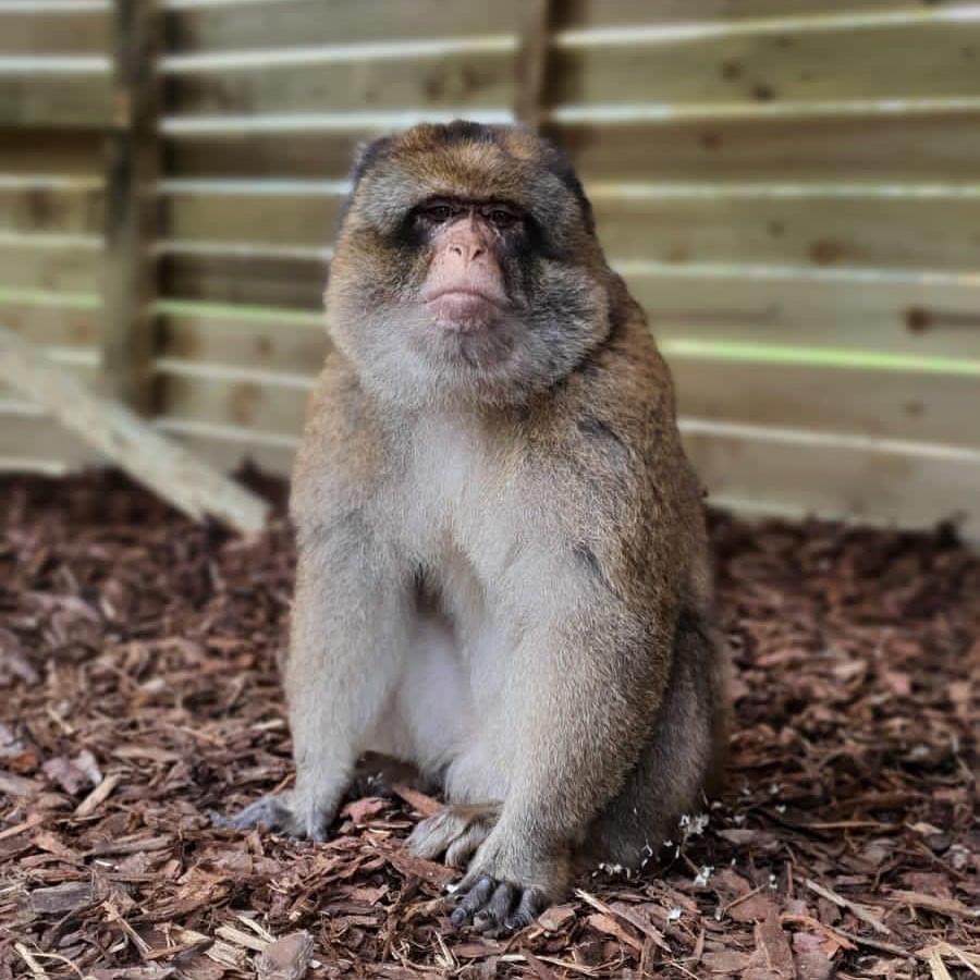 Barbary macaque, Adao