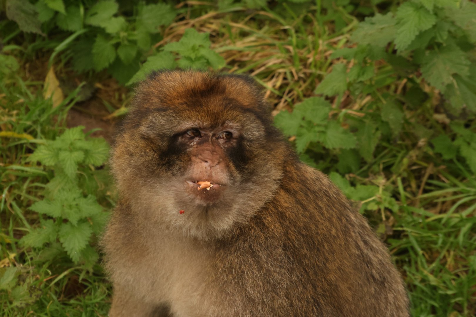 Barbary Macaque Adel