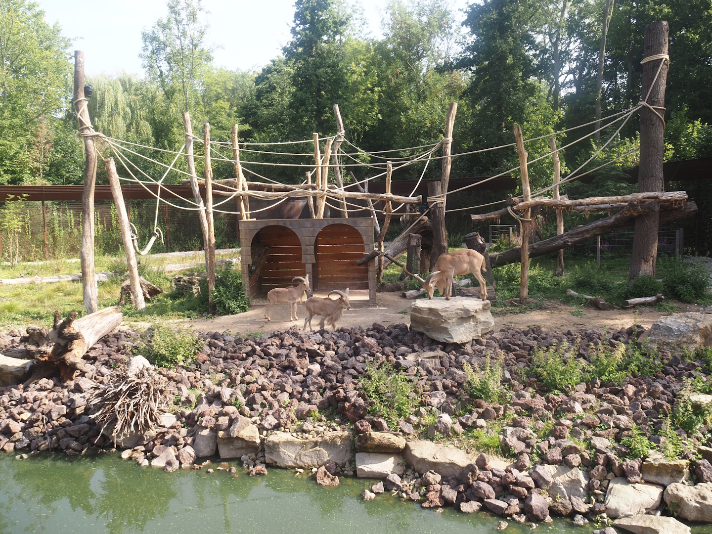 Barbary macaque and Barbary sheep exhibit, 2025-08-13