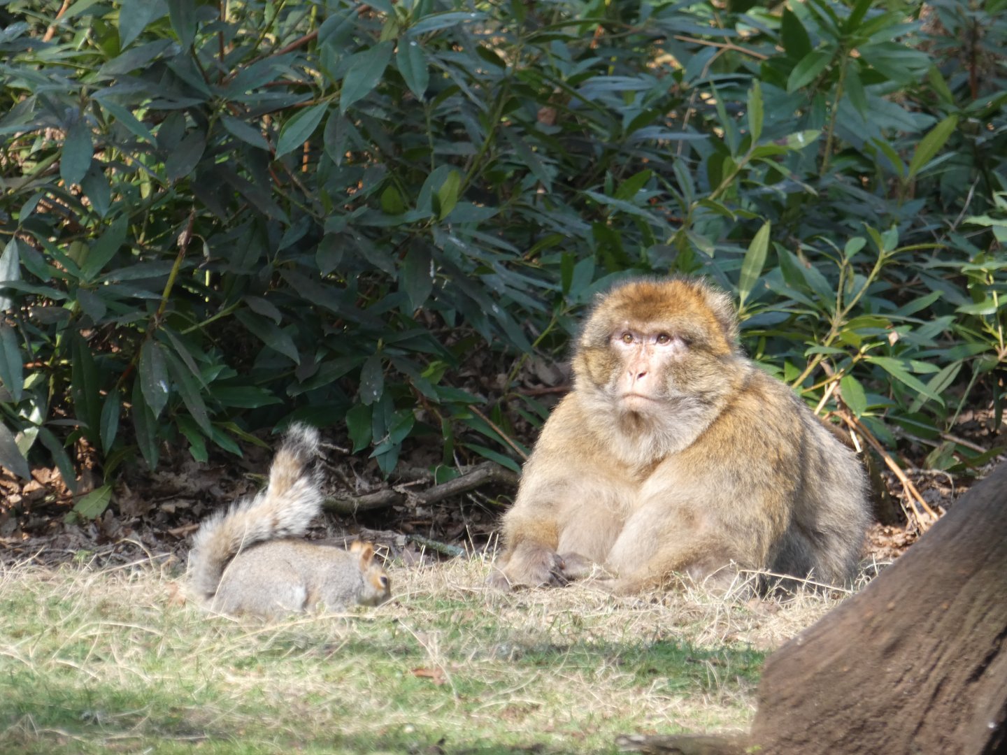Barbary macaque and grey squirrel