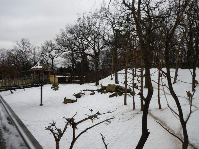 Barbary Macaque and Transcapian Urial Exhibit