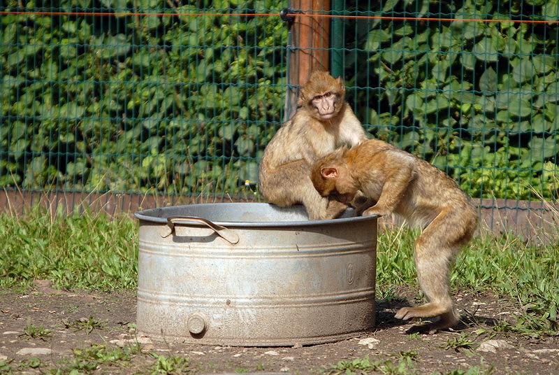 Barbary macaque at Aschersleben zoo