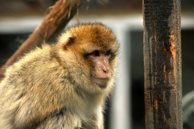 Barbary macaque at Bad Pyrmont