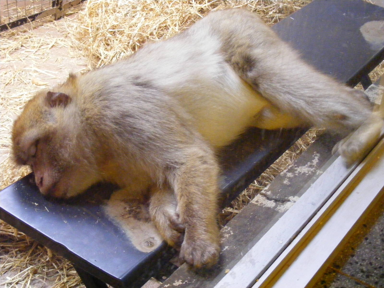 Barbary macaque at Edinburgh Zoo, 21 May 2010