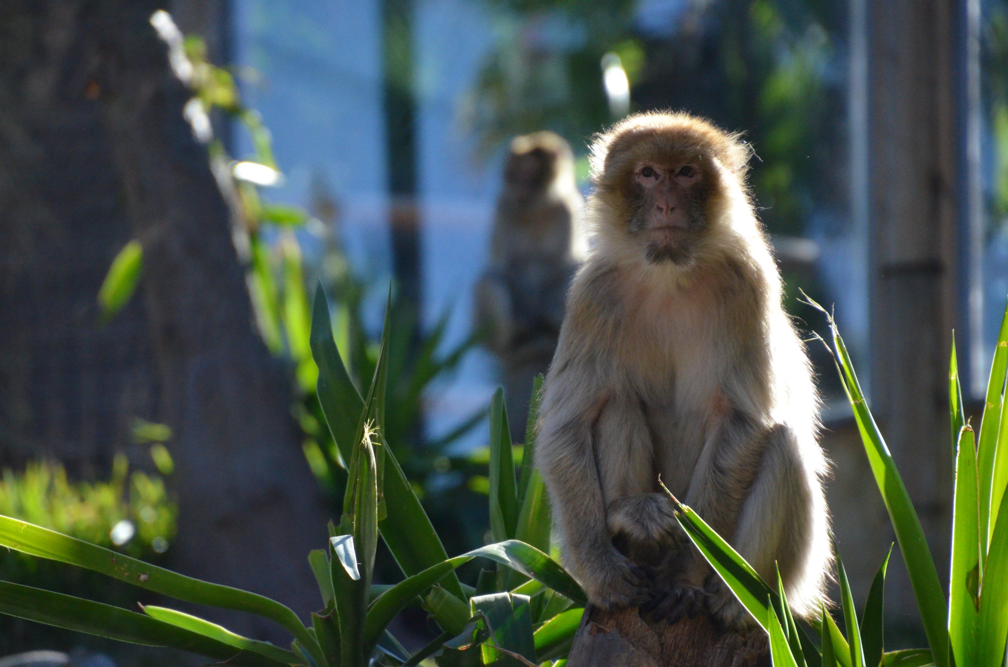 Barbary Macaque at Selwo Aventura, 13/03/19