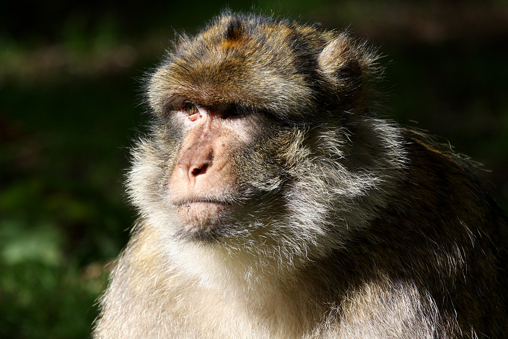 barbary Macaque at Trentham Monkey Forest 5/9/15