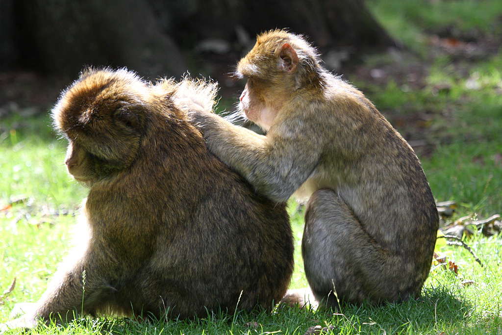 Barbary Macaque at Trentham Monkey Forest 5/9/15